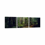 Trees in a Forest by Panoramic Images