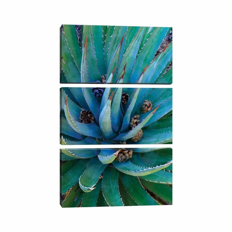 Agave Plants with Pine Cones by Tim Fitzharris