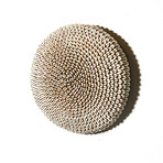 Cowrie Shell Shield // Cameroon // Ver. 2