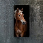 Animal Series // Horse (48"H x 16"W x 0.5"D)