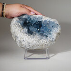 Genuine Blue Celestite Crystal Cluster