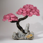 Custom Rose Quartz Clustered Gemstone Tree on Druzy Stalactite Matrix