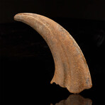 Therizinosaur Claw // 5.2" Long