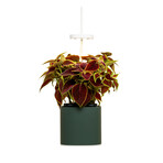 NANO Garden // Includes 1 Coleus Pod // Forest Green