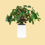 Red Wild Strawberries Pod