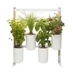 Modulo Vertical Smart Garden // Includes Basil, Lemon Basil, Chives + Leaf Mustard Pods
