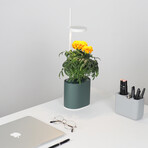 NANO Garden // Includes 1 Coleus Pod // Forest Green