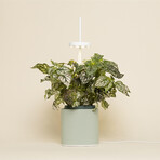NANO Garden // Includes 1 Polka Dot Plant Pod // Celadon Green