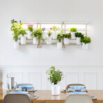 Modulo Vertical Smart Garden // Includes Basil, Lemon Basil, Chives + Leaf Mustard Pods