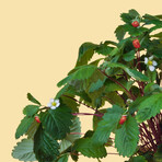 Red Wild Strawberries Pod