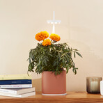 NANO Garden // Includes 1 Basil Pod // Terracota