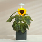 NANO Garden // Includes 1 Coleus Pod // Forest Green