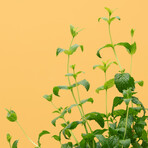 Moroccan Mint Pod