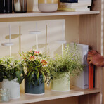 NANO Garden // Includes 1 Coleus Pod // Forest Green