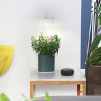 NANO Garden // Includes 1 Coleus Pod // Forest Green