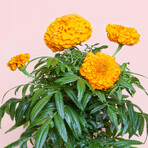 Aztec Marigold Pod