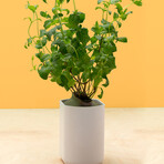 Moroccan Mint Pod