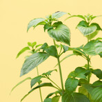 Lemon Basil Pod