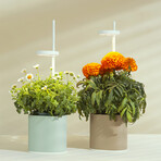NANO Garden // Includes 1 Polka Dot Plant Pod // Celadon Green