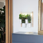 Modulo Vertical Smart Garden // Includes Basil, Lemon Basil, Chives + Leaf Mustard Pods