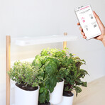 Modulo Vertical Smart Garden // Includes Basil, Lemon Basil, Chives + Leaf Mustard Pods