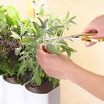 Lilo Connect Smart Garden // Includes Basil, Lemon Basil + Chives Pods