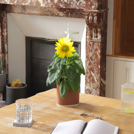 NANO Garden // Includes 1 Basil Pod // Terracota