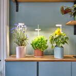 NANO Garden // Includes 1 Polka Dot Plant Pod // Celadon Green