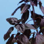 Dark Opal Basil Pod