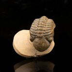 Trilobite // Ver. 1