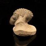 Trilobite // Ver. 1