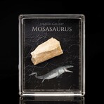 Mosasaurus Fossil Box