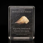 Mosasaurus Tooth Fossil Box