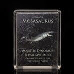 Mosasaurus Fossil Box