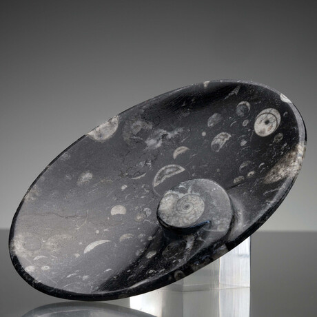 Ammonite and Belemnite Small Round Dish