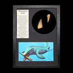 Mosasaurus Teeth Fossils in Collector's Box