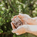 Cursed Cowboy Handmade Bar Soap // Pack of 2 // 4 oz Each