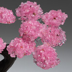 Large Genuine Rose Quartz Clustered Gemstone Tree on Rose Quartz Matrix // The Eternal Love Tree // 3.5lb