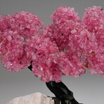 The Love Tree // Rose Quartz Clustered Gemstone Tree on Rose Quartz Matrix