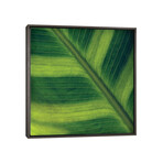 Green Leaf Close-Up II by Tom Quartermaine (18"H x 18"W x 0.75"D)