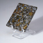 Seymchan Meteorite Slice With Display Box // 25.4g