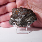 Sikhote-Alin Meteorite In Display Box // 95.4g