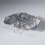 Muonionalusta Meteorite Slice With Display Box // 39.3g