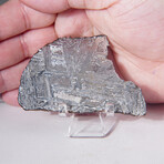 Muonionalusta Meteorite Slice With Display Box // 34.6g