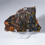 Seymchan Meteorite Slice With Display Box // 26g