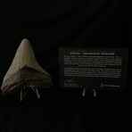 4.85" Serrated Megalodon Tooth I