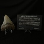 3.89" Serrated Megalodon Tooth
