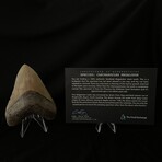 3.96" High Quality Megalodon Tooth