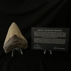 4.68" Megalodon Tooth