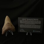 4.27" Lower Megalodon Tooth